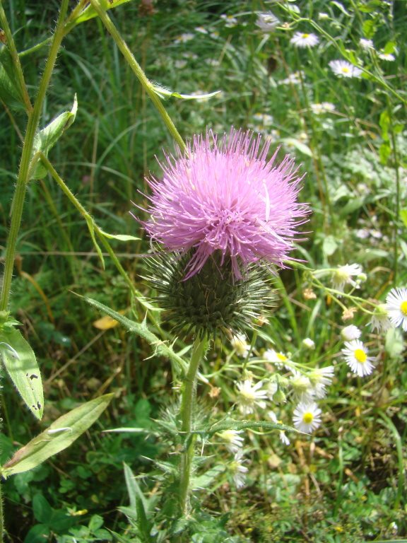 pichliač obyčajný Cirsium vulgare (Savi) Ten.