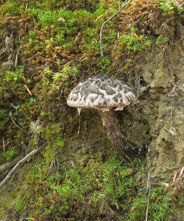 šiškovec šupinatý Strobilomyces strobilaceus (Scop.) Berk.