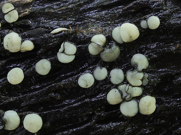 mihavka odfarbená Vibrissea decolorans (Saut.) A. Sánchez & Korf