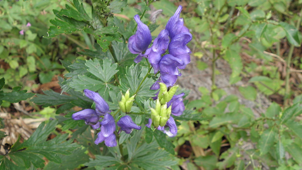 prilbica pestrá Aconitum variegatum L.