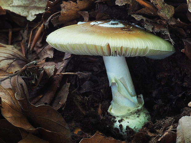 muchotrávka slamovožltá Amanita gemmata (Fr.) Bertill.