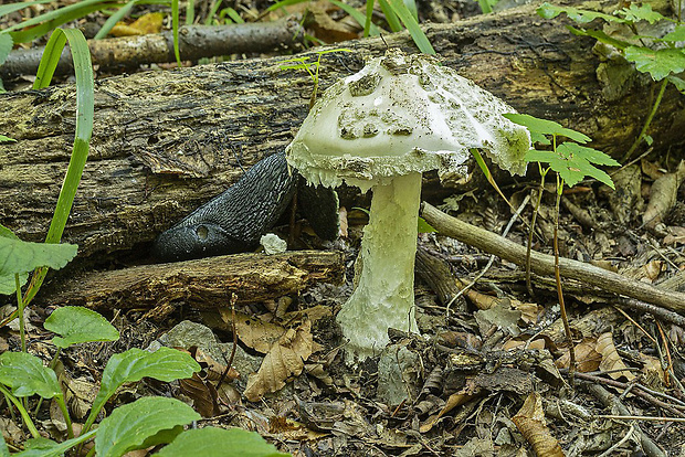 muchotrávka šiškovitá Amanita strobiliformis Gonn. & Rabenh.