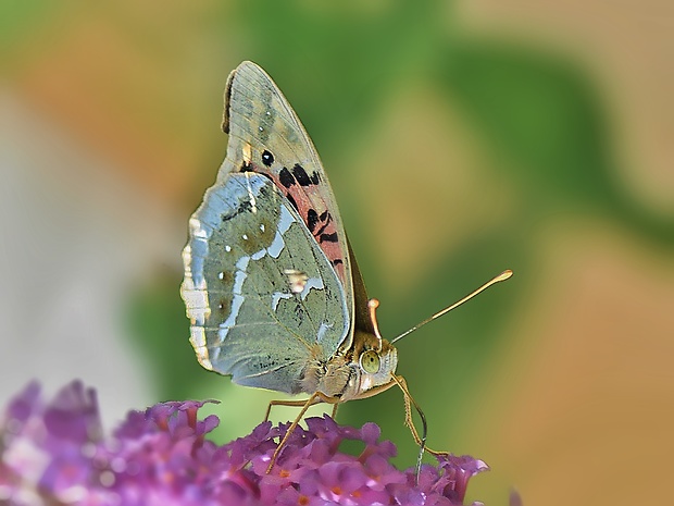 perlovec červený Argynnis pandora