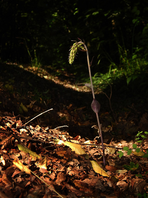 kruštík modrofialový Epipactis purpurata Sm.