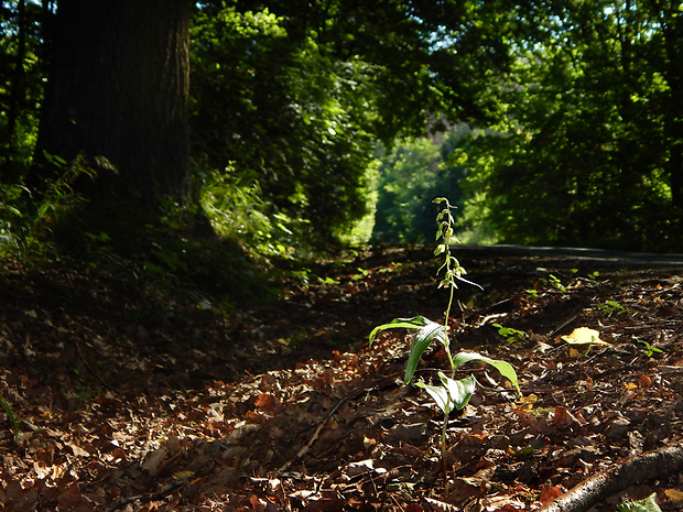 kruštík voethov Epipactis voethii Robatsch