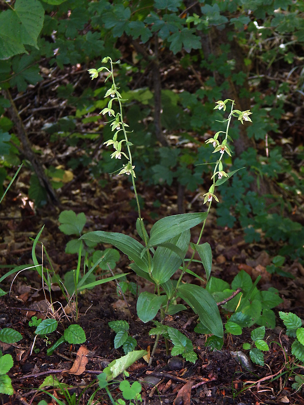 kruštík voethov Epipactis voethii Robatsch