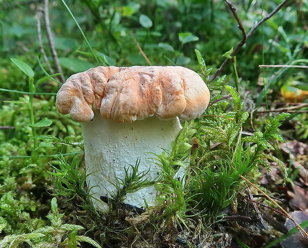 jelenka poprehýbaná Hydnum repandum L.