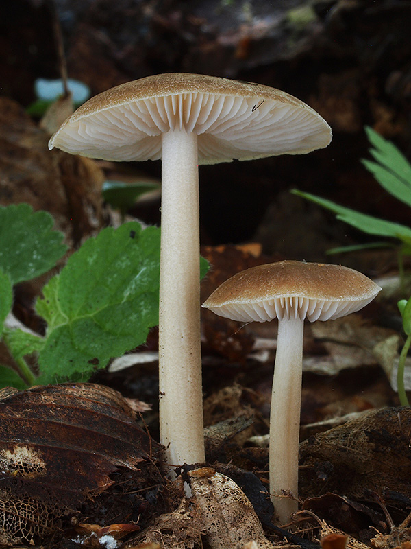 zvončekovec podhorský Hydropus subalpinus (Höhn.) Singer