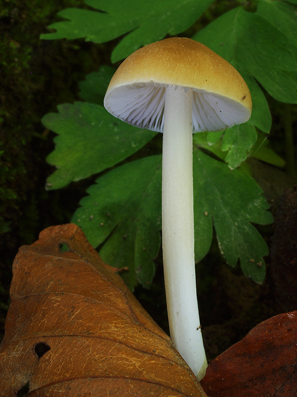 zvončekovec podhorský Hydropus subalpinus (Höhn.) Singer