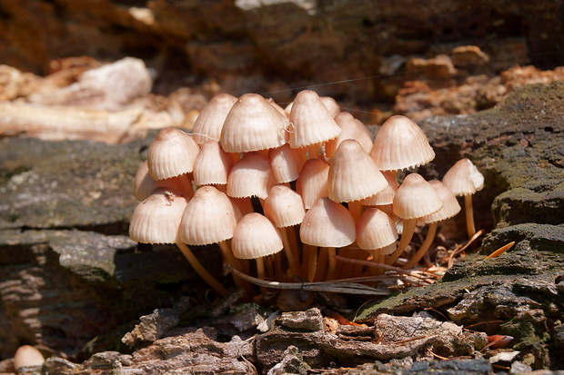 prilbička žltohlúbiková Mycena renati Quél.