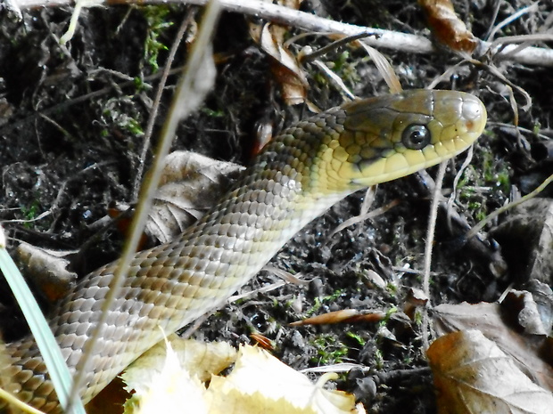 užovka stromová Zamenis longissimus