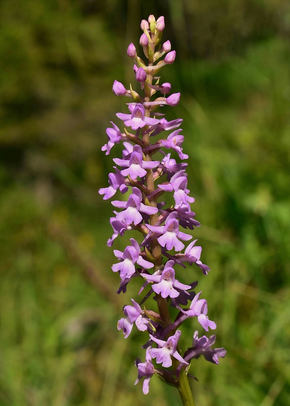 päťprstnica obyčajná Gymnadenia conopsea (L.) R. Br.