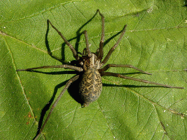 kútnik Tegenaria silvestris