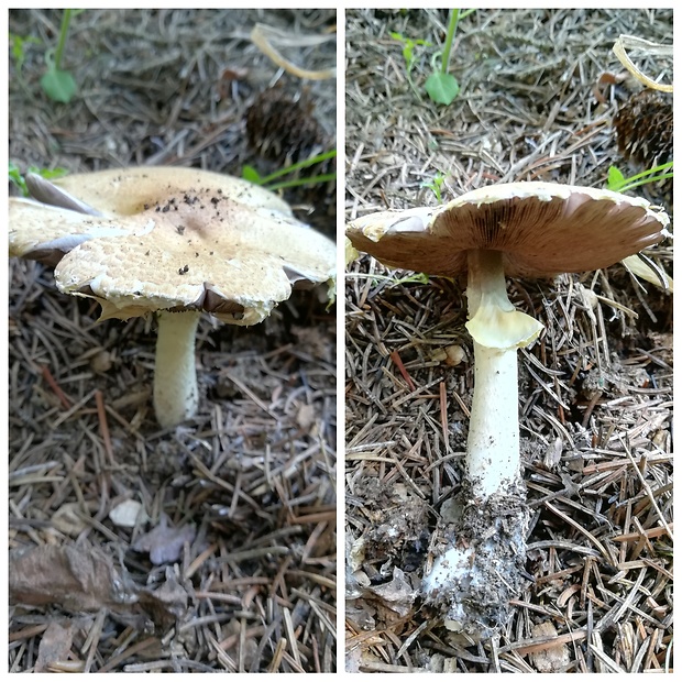 pečiarka obrovská Agaricus augustus Fr.