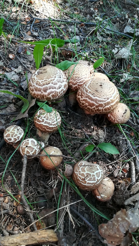 pečiarka trsovitá Agaricus bohusii Bon