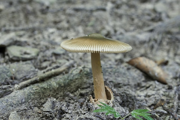 muchotrávka umbrovožltá Amanita battarrae (Boud.) Bon