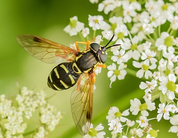 pestrica Chrysotoxum festivum ♀