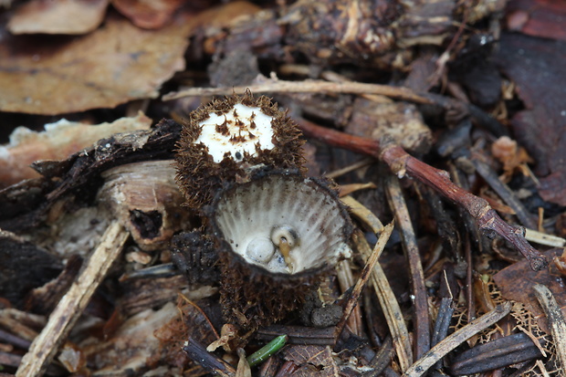 čiaškovec pásikavý Cyathus striatus (Huds.) Willd.