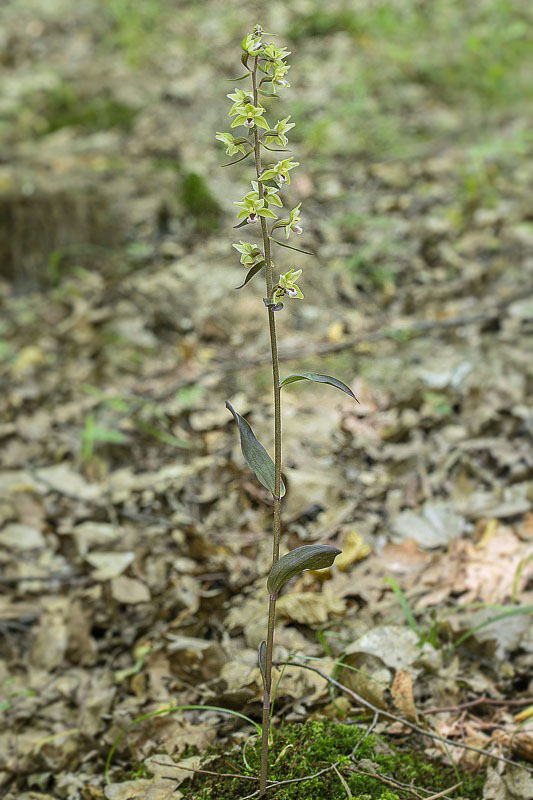 kruštík neskorý Epipactis cf. albensis Nováková & Rydlo