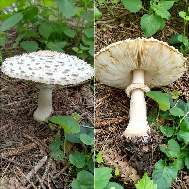 bedľa hustošupinatá Leucoagaricus nympharum (Kalchbr.) Bon