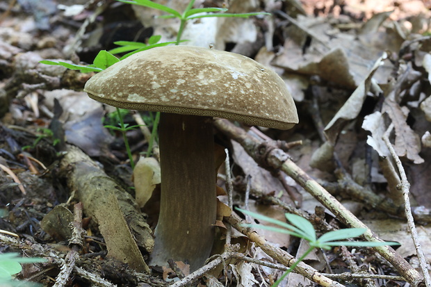 tmavohríb obyčajný Porphyrellus porphyrosporus (Fr. & Hök) E.-J. Gilbert