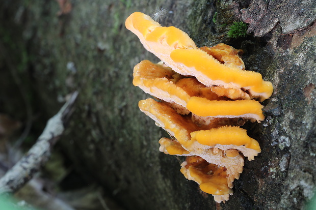 oranžovec vláknitý Pycnoporellus fulgens (Fr.) Donk