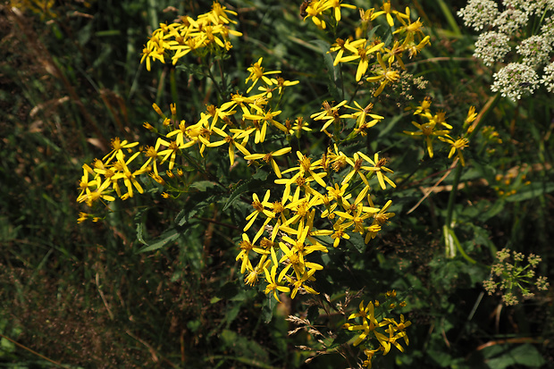 starček vajcovitolistý Senecio ovatus (P. Gaertn., B. Mey. et Scherb.) Willd.