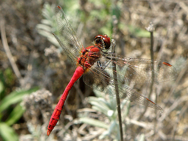 vážka červená - samček Sympetrum sanguineum