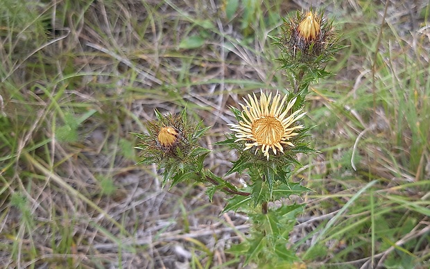 krasovlas obyčajný Carlina vulgaris L.