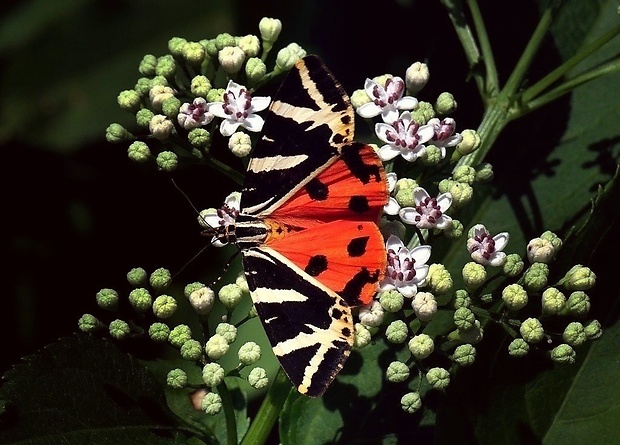 spriadač kostihojový (sk) / přástevník kostivalový (cz) Euplagia quadripunctaria Poda, 1761