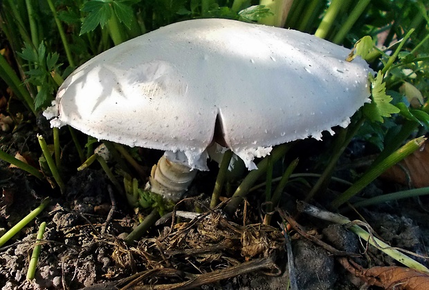 pečiarka poľná Agaricus campestris L.