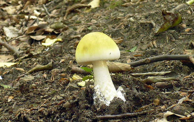 muchotrávka zelená Amanita phalloides (Vaill. ex Fr.) Link