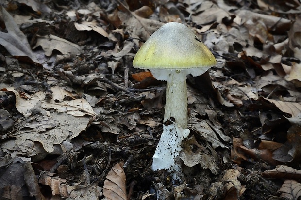 muchotrávka zelená Amanita phalloides (Vaill. ex Fr.) Link