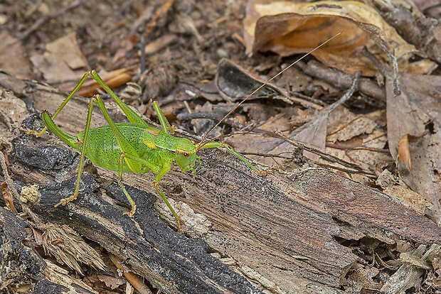 kobylka stromová  Barbitistes constrictus