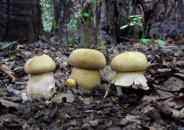 hríb dubový Boletus reticulatus Schaeff.