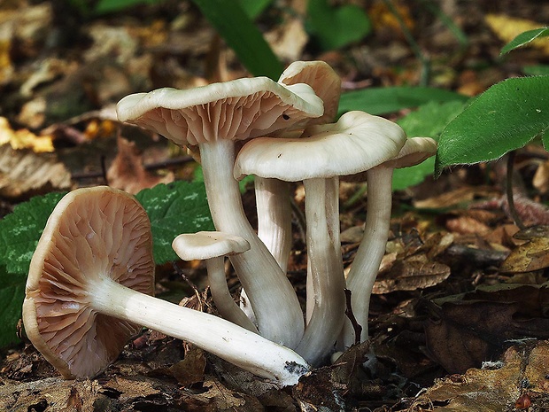 hodvábnica Entoloma pseudoexcentricum (Romagn.) Zschiesch.