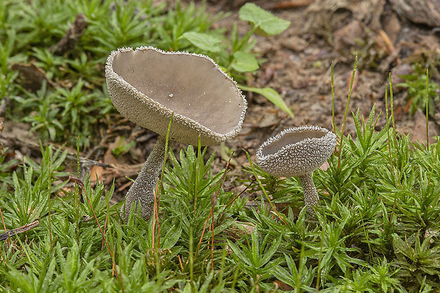 chriapač brvitý Helvella macropus (Pers.) P. Karst.