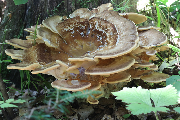 vejárovec obrovský Meripilus giganteus (Pers.) P. Karst.