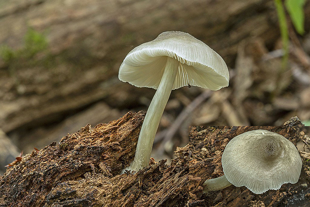 štítovka Pluteus sp.