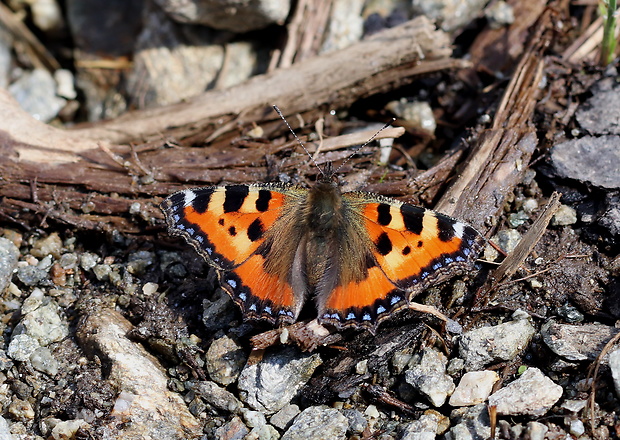 babôčka pŕhľavová  Aglais urticae