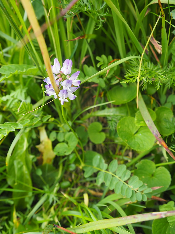 kozinec alpínsky Astragalus alpinus L.