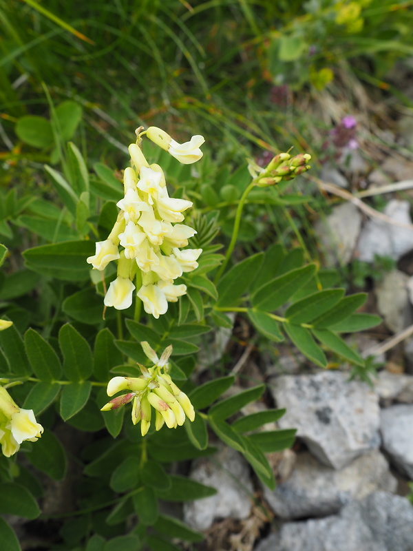 kozinec ľadový Astragalus frigidus (L.) A. Gray