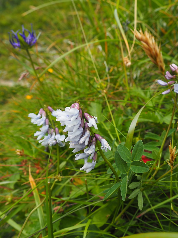 kozinec nórsky Astragalus norvegicus Weber