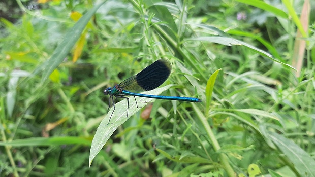 hadovka lesklá Calopteryx splendens