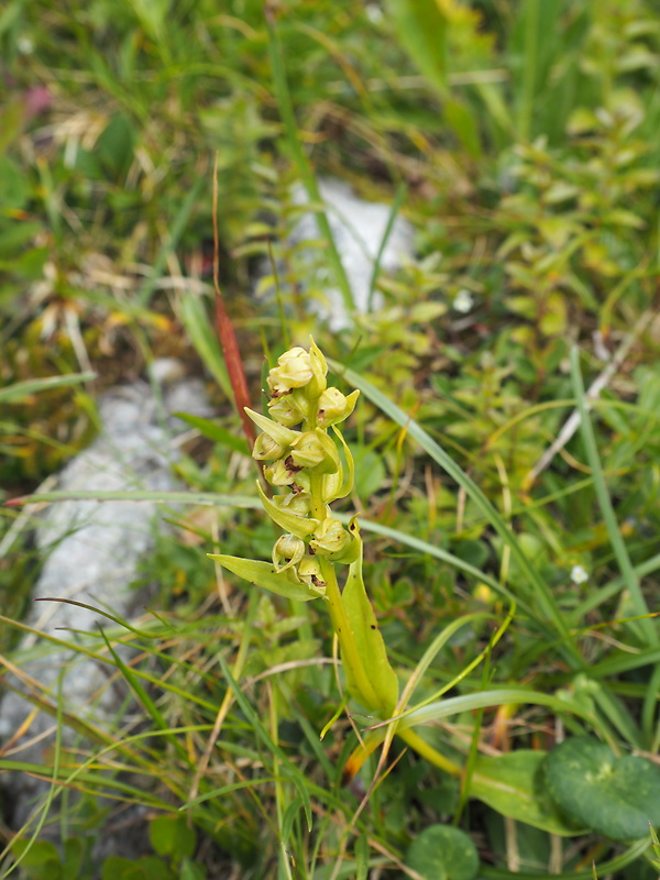 vstavačovec zelený Dactylorhiza viridis (L.) A.M. Bateman, A.M. Pridgeon &amp; M. Chase