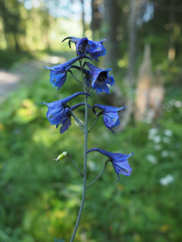 stračonôžka vysoká Delphinium elatum L.