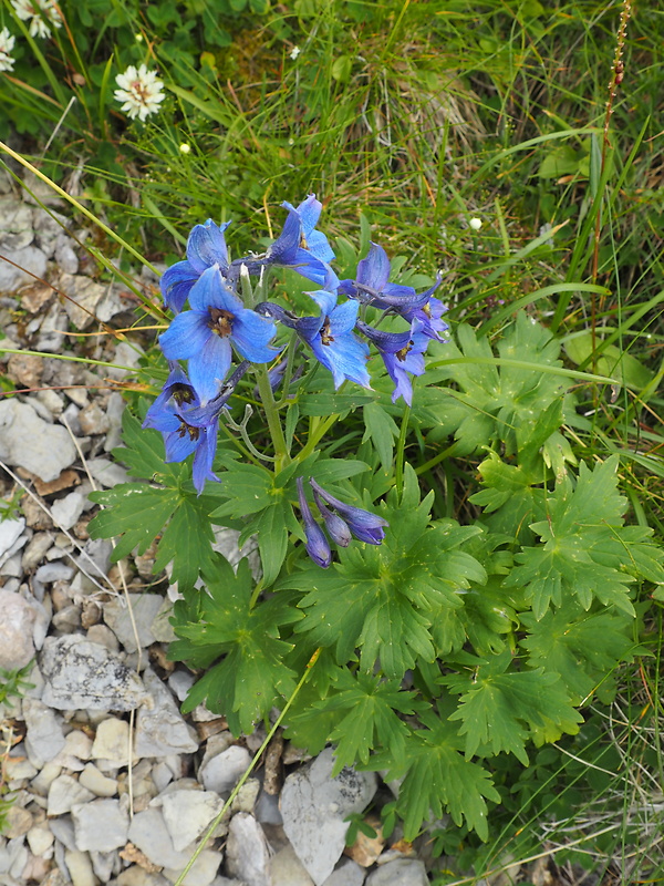 stračonôžka tatranská Delphinium oxysepalum Borbás et Pax