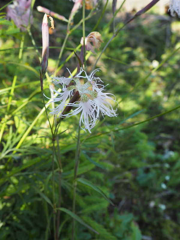 klinček pyšný alpský Dianthus superbus subsp. alpestris (Kablík. ex Uechtr.) Čelak.