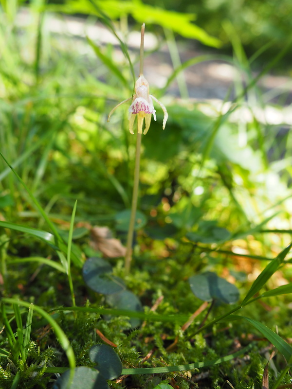 sklenobyľ bezlistá Epipogium aphyllum (F.W. Schmidt) Swartz