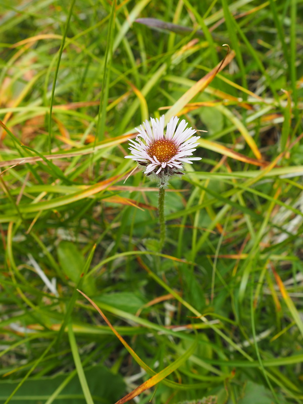 turica jednoúborová Erigeron uniflorus L.